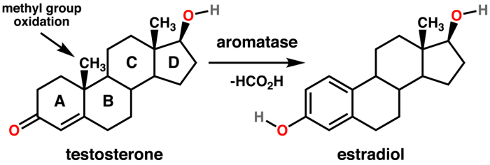 1200px Testosterone estradiol conversion